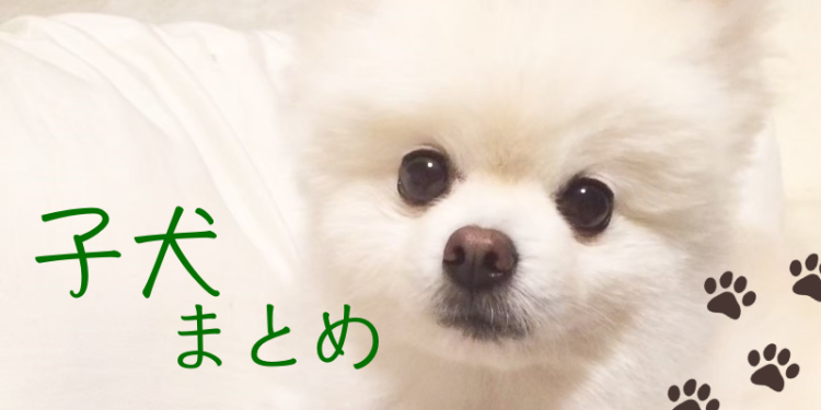 胸キュン間違いなしの子犬ちゃん！